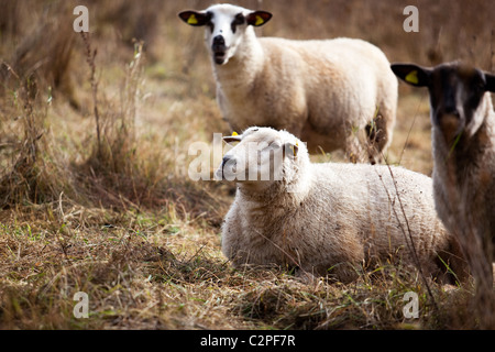 Schafe Auf der Weide Im Herbst Stockfoto