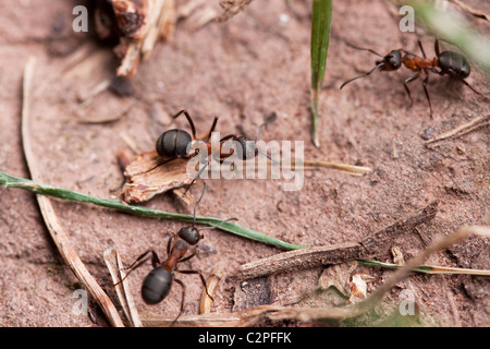 Europäische rote Waldameisen (Formica Rufa) Stockfoto