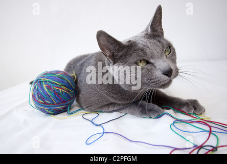 Porträt einer Russisch Blau Katze Stockfoto