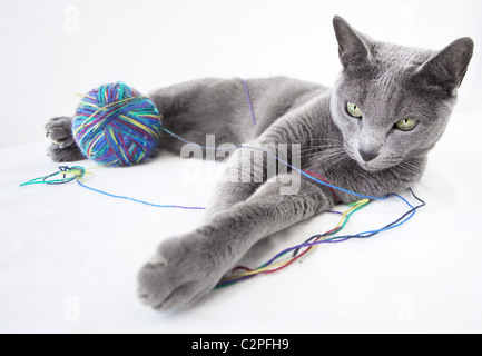 Porträt einer Russisch Blau Katze Stockfoto