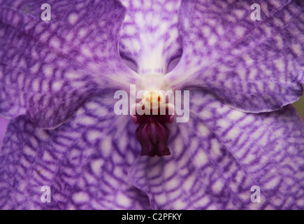 abstraktes Bild von lila Orchidee hautnah Stockfoto