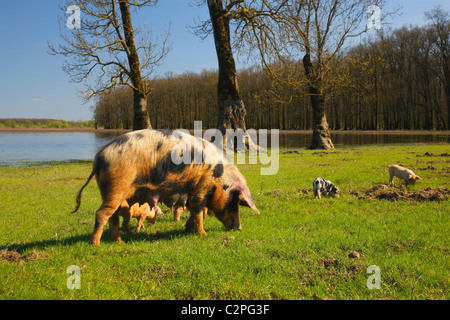 Schweine auf der Wiese Stockfoto