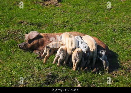 Sau, Ferkel saugen Stockfoto