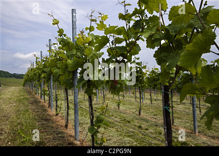 Weinberg im Südwesten Deutschlands Stockfoto