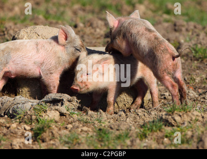 Ferkel Stockfoto