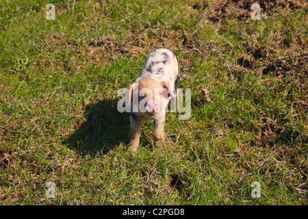 Inländische Schwein große, schwarze Sau stehend Fahrerlager neben Arc
