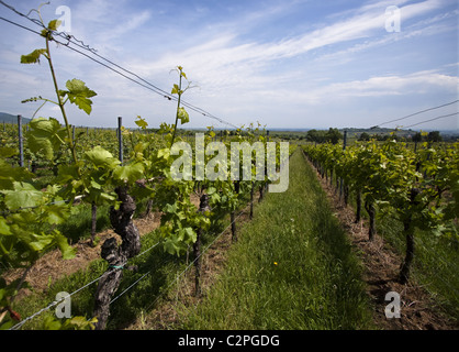 Weinberg im Südwesten Deutschlands Stockfoto