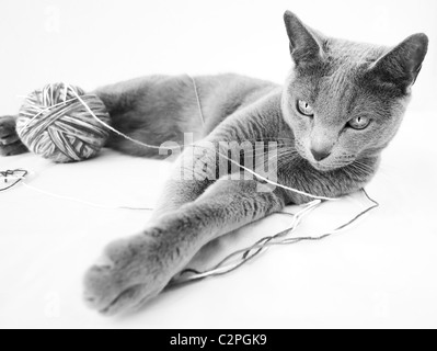 Porträt einer Russisch Blau Katze Stockfoto