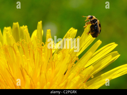 Vierzehn Spot Ladybird auf Löwenzahn Kopf Stockfoto