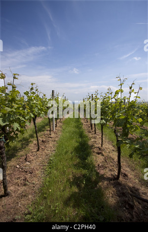 Weinberg im Südwesten Deutschlands Stockfoto