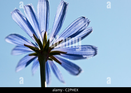 Gemeinsame Chicorée Blume, Cichorium intybus Stockfoto