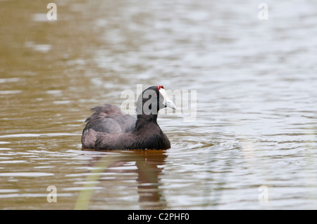 Kammblässhuhn, Fulica Cristata, rot-genoppten Wasserhuhn, Albufera Stockfoto