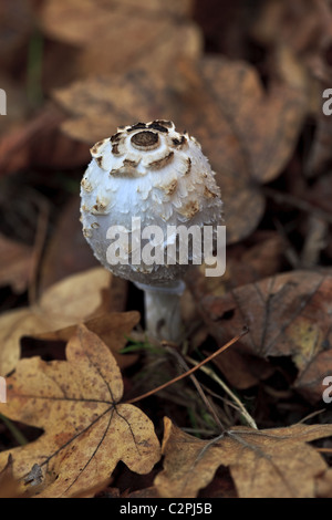 Parasol Pilz, Macrolepiota procera Stockfoto
