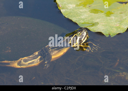 Florida-Rotbauch Schildkröte, Pseudemys Nelsoni, Shark Valley, Everglades National Park, Florida, USA Stockfoto