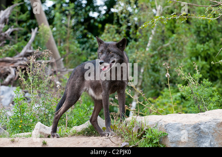 Timberwolf, Canis Lupus LYKAON, Timberwolf Stockfoto