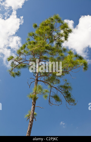 South Florida Slash Pine, Pinus Elliottii, Big Cypress Swamp, Florida, USA Stockfoto