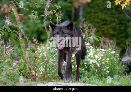 Timberwolf, Canis Lupus LYKAON, Timberwolf Stockfoto