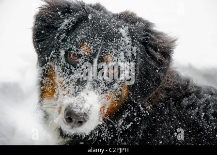 Berner Sennenhund im Schnee spielen. Stockfoto