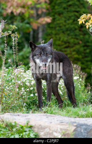 Timberwolf, Canis Lupus LYKAON, Timberwolf Stockfoto