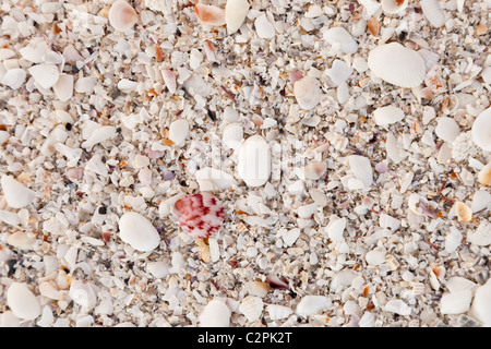 Kaputte Muscheln am Strand, Sanibel Island, Florida, USA, berühmt für seine Muscheln. Stockfoto