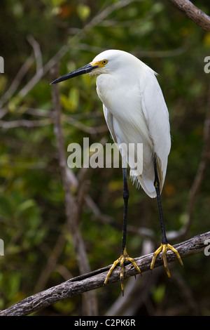 Snowy Reiher, Egretta unaufger, Florida Keys, USA Stockfoto