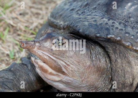Florida Softshell Schildkröte, Apalone Ferox, Big Cypress Swamp, Florida, USA Stockfoto