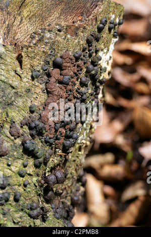 Buche Woodwart, Hypoxylon Fragiforme, Xylariaceae. Eine gemeinsame Pilz. Stockfoto