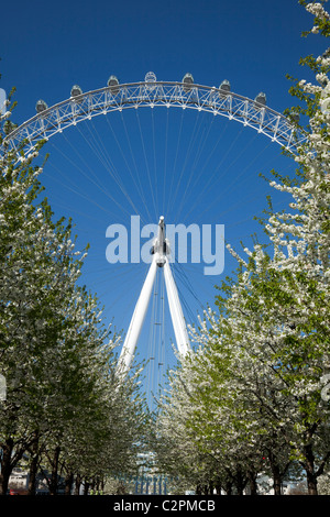 Das London Eye am Südufer der Themse mit Blüte im April Stockfoto