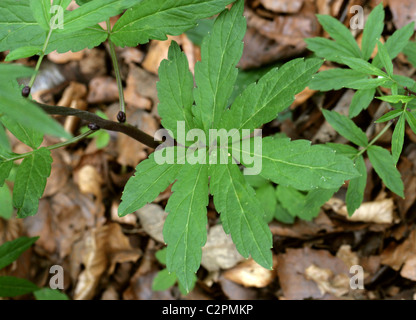 Coralroot Schaumkraut oder Korallen-Scharte verlässt und Zwiebelchen, Cardamine Bulbifera, Brassicaceae. April, Whippendell Wald, Herts. Stockfoto