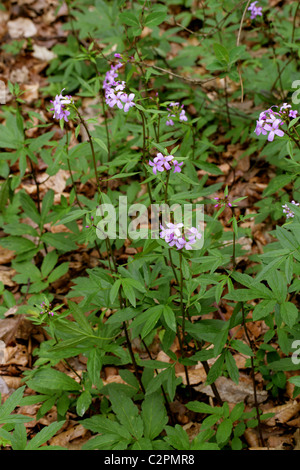 Coralroot Schaumkraut oder Korallen-Scharte, Cardamine Bulbifera, Brassicaceae. April, Whippendell Wald, Hertfordshire. Stockfoto