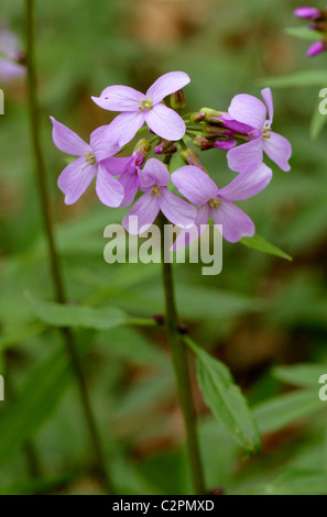 Coralroot Schaumkraut oder Korallen-Scharte, Cardamine Bulbifera, Brassicaceae. April, Whippendell Wald, Hertfordshire. Stockfoto