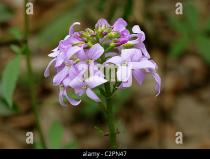 Coralroot Schaumkraut oder Korallen-Scharte, Cardamine Bulbifera, Brassicaceae. April, Whippendell Wald, Hertfordshire. Stockfoto