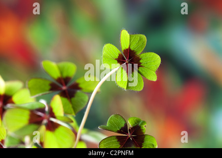 Vier – blättrige Kleeblatt Stockfoto