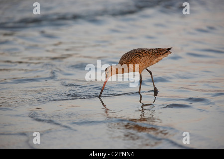 Marmorierte Uferschnepfe (Limosa Fedoa Beringiae), in der Zucht Gefieder Fütterung in Brandung in der Morgendämmerung. Stockfoto