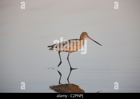 Marmorierte Uferschnepfe (Limosa Fedoa Beringiae), in der Zucht Gefieder Fütterung in Brandung in der Morgendämmerung. Stockfoto