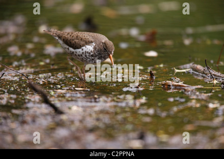 Spotted Flussuferläufer (Actitis Macularius), in der Zucht Gefieder, Migrationshintergrund Frühling New Yorks Central Park. Stockfoto