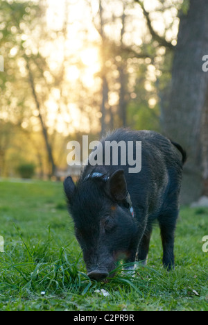 Schwein Ferkel Haustier Wandern im Park füttern Rasen bei Sonnenuntergang, Minipig, Miniatur, Mini-Schwein Stockfoto