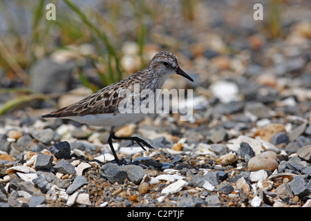 Semipalmated Strandläufer (Calidris Pusilla), Frühjahr Migrant in der Zucht Gefieder auf Futtersuche auf felsigen Küstenlinie. Stockfoto