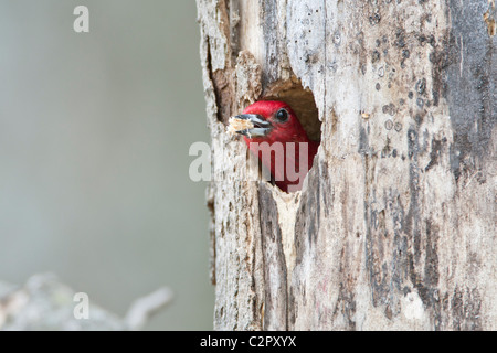 Red-headed Woodpecker an Bruthöhle mit Bissen von Hackschnitzeln Stockfoto