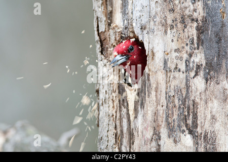 Red-headed Woodpecker vertreibt Hackschnitzel aus Bruthöhle Stockfoto