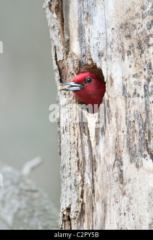 Red-headed Woodpecker an Bruthöhle Stockfoto