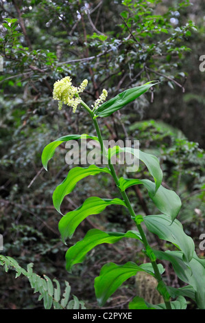 Falsches Salomonssiegel - Smilacina racemosa Stockfoto