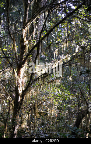 Redwoods National Park, Kalifornien, USA Stockfoto