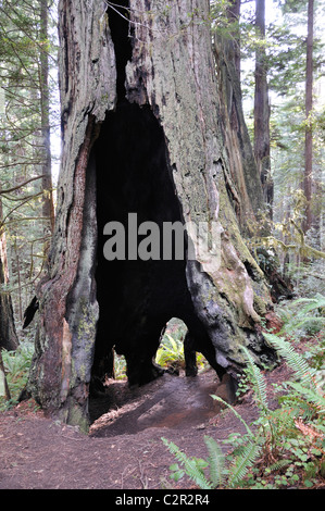 Redwoods National Park, Kalifornien, USA Stockfoto