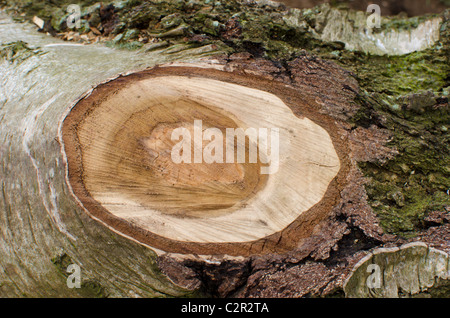 Jahresringe gesehen am Ende von einem gefällten Baumstamm Stockfoto