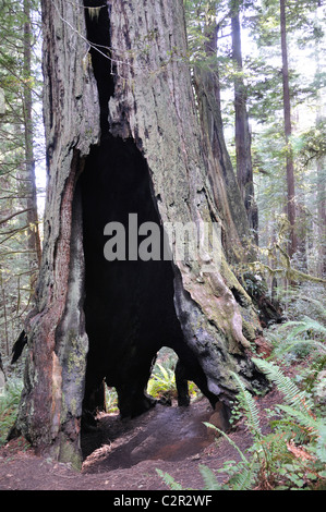 Redwoods National Park, Kalifornien, USA Stockfoto