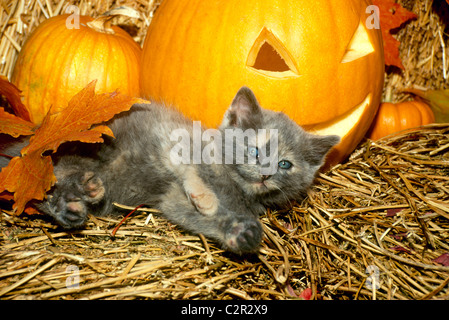 Flauschige Schildpatt Kätzchen rollt im Heu in der Nähe von geschnitzten Jack 0 Laterne Stockfoto