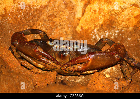 Höhle Krabbe - Puerto Rico Stockfoto