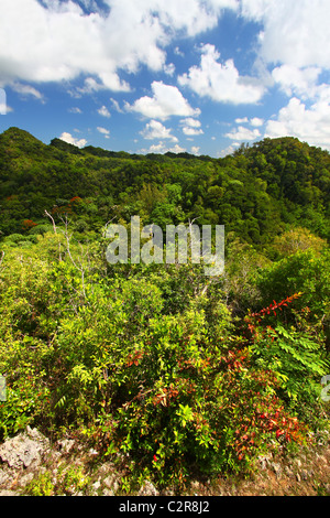 Guajataca Forest Reserve - Puerto Rico Stockfoto