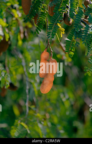 Tamarinde, Tamarindus Indica, Indien Stockfoto